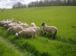 mise à l herbe des moutons005.jpg
